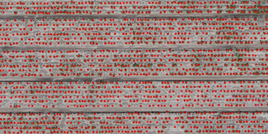 Aerial crop image with weed detections marked