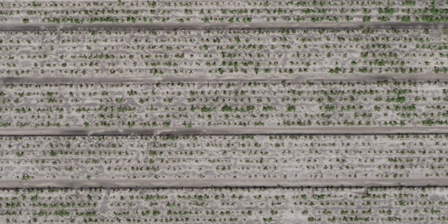 Aerial crop image before weed analysis