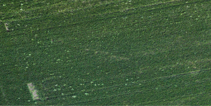 Aerial crop image before trouble spot analysis