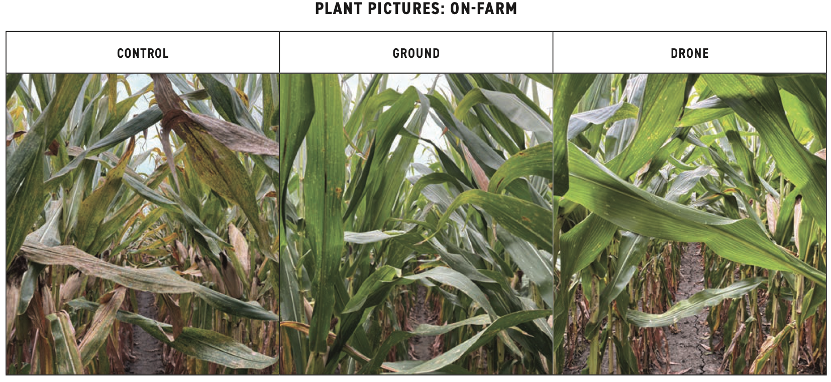 Plant pictures: control vs ground vs drone